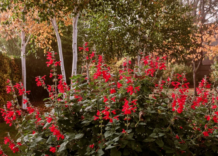 low maintenance Cedar Sage